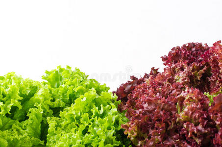 绿色和红色生菜沙拉，洛洛罗索，背面