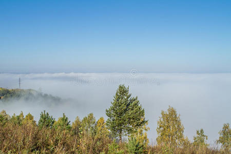 黎明 黄昏 土地 树叶 风景 美女 场景 分支 森林 植物