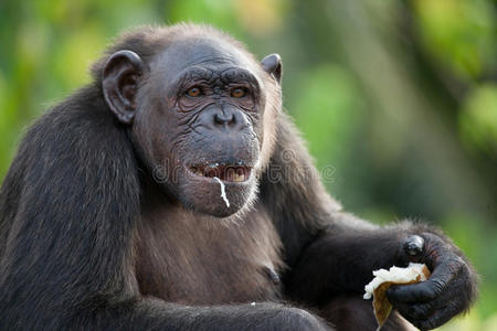库提亚斯黑猩猩吃水果. 刚果共和国. 康库阿提-杜里保护区.照片