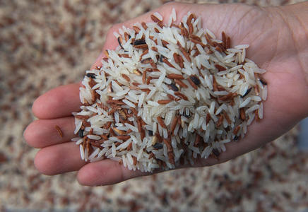 特写混合白米和糙米，彩色米粒在手