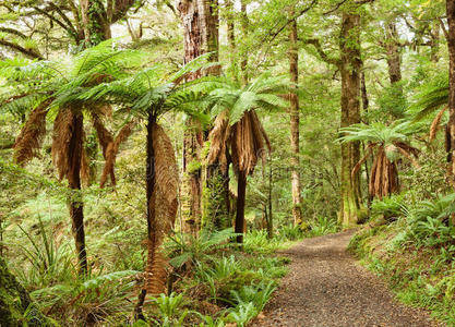 苔藓 跟随 森林 雨林 人行道 路线 车道 徒步旅行 树叶