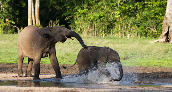 雌性大象带着孩子。