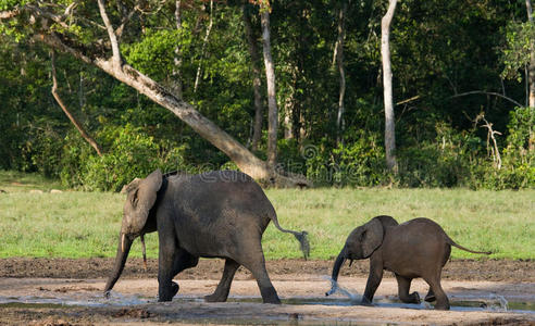 雌性大象带着孩子。