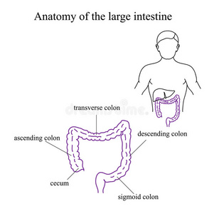 大肠的解剖。 医学插图
