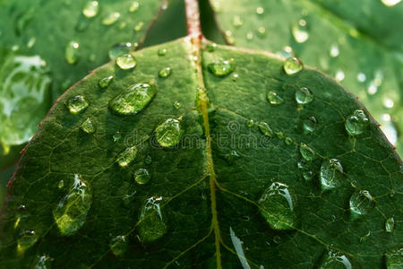 露珠 美女 环境 液滴 露水 纹理 液体 美丽的 自然 雨滴