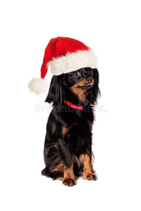 戴圣诞帽的狗