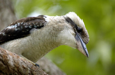 蓝色翅膀的Kookaburra。