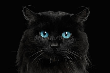 有蓝色眼睛的特写黑猫照片