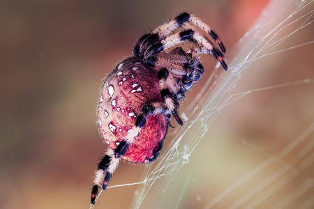 红蜘蛛图片-红蜘蛛素材-红蜘蛛插画-摄图新视界