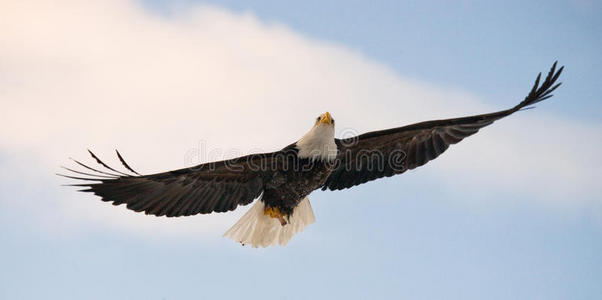 秃鹰在飞翔。美国阿拉斯加。奇尔卡特河。