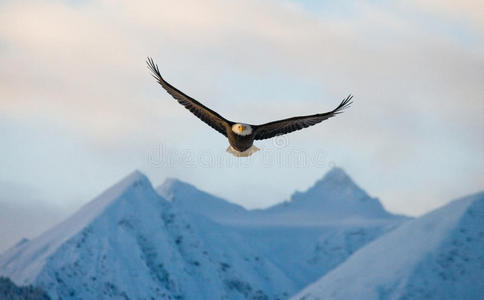 秃鹰在雪山的背景上飞行。