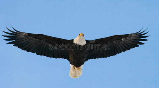 秃鹰在飞翔。美国阿拉斯加。奇尔卡特河。
