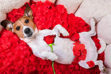 狗爱玫瑰情人节照片