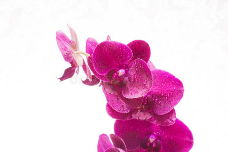 美丽的 开花 紫色 自然 草药 夏天 植物区系 美女 花瓣