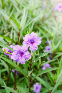 花的 作物 季节 紫色 美女 豆荚 植物区系 草药 领域