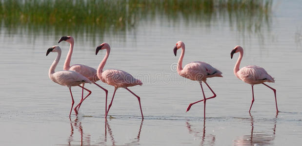 湖上的火烈鸟群。 肯尼亚。 非洲。 纳库鲁国家公园。 博格里亚湖国家保护区。