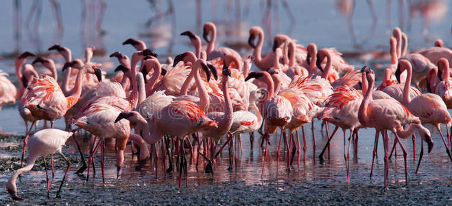 肯尼亚火烈鸟图片