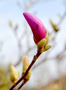 美丽的 花园 花瓣 分支 盛开 特写镜头 开花 雪碧 季节