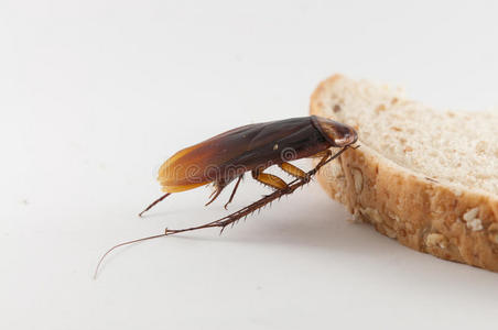 蟑螂吃东西照片图片