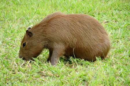 卡比拉吃草照片