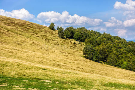 草地 风景 森林 秋天 旅行 环境 天空 落下 领域 小山