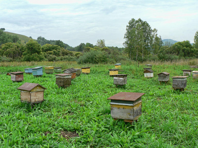 航班 养蜂场 蜜蜂 植物区系 地平线 欧点 养蜂 农场 古老的