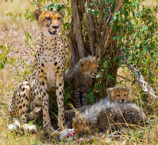 国家的 保护 母亲 猎人 生态旅游 幼崽 储备 非洲 狩猎