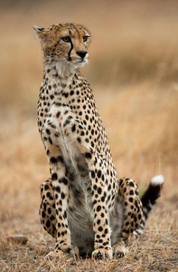 猎豹坐在草原上。 特写镜头。 肯尼亚。 坦桑尼亚。 非洲。 国家公园。 塞伦盖蒂。 马赛马拉。