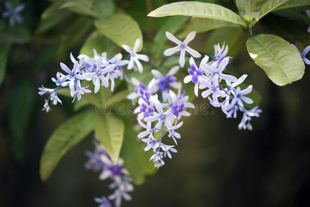 凉棚 巴西人 花瓣 巴西 花园 植物区系 砂纸 阿尔布尔