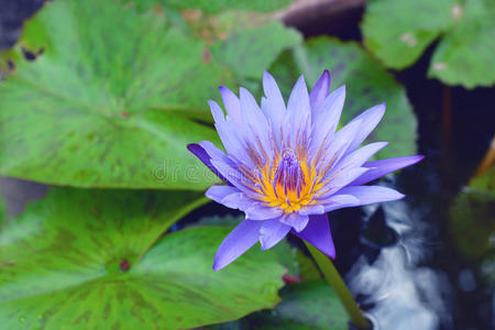 美丽的蓝色水莲或莲花