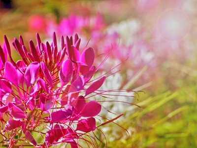 花园里美丽的粉红色花，有轻微的闪光