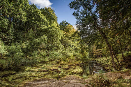 林地 灌木丛 生物群系 英国 荒野 丛林 国家 雨林 斯特里德