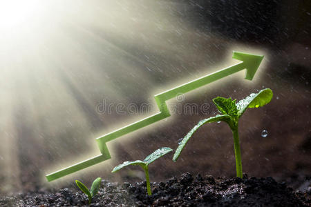 绿苗在雨中生长在地上。