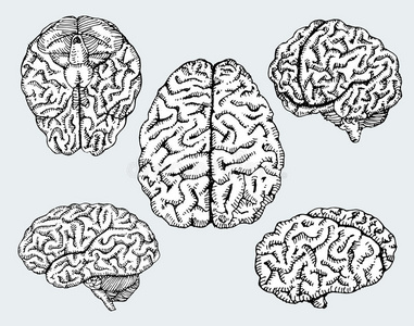 手绘人类大脑。 矢量。