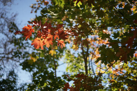 阳光 秋天 森林 枫树 木材 自然 特写镜头 颜色 树叶