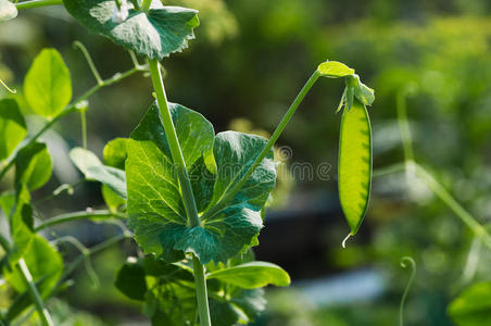 绿豌豆 美味的 栽培 灌木 农事 植物学 农场 花园 豆类