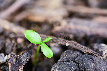 植物 肥料 生活 种植园 倾倒 自然 宝贝 生态学 生长