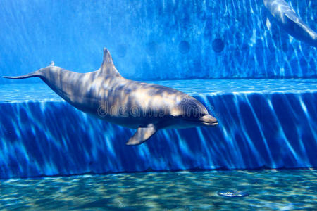 水族馆 海豚 游泳 海的 动物 生物 哺乳动物 水下 自然