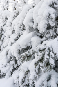 背景。 美丽的白雪覆盖的冷杉树枝。