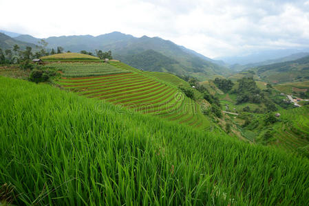 种植园 农业 生态学 风景 农场 环境 植物 土地 旅行