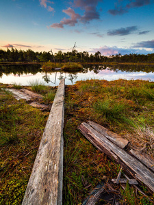 木材 木板 旅行 爱沙尼亚 沼泽 小麦 夏天 美丽的 自然