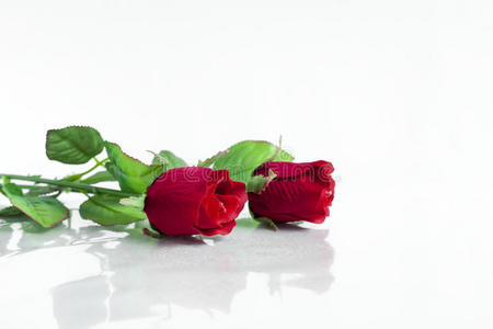 情人 美丽的 浪漫 春天 植物 玫瑰 夏天 美女 塑料 颜色