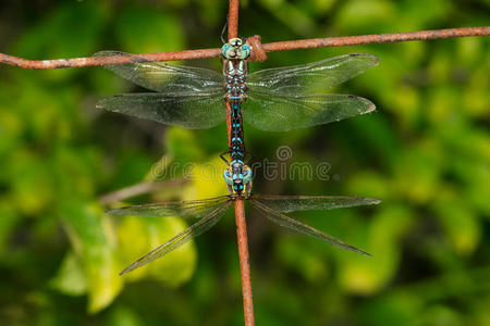 绿色达纳南瓜和秋叶一照片关于一dr一g向fly一次向一纸变色龙或蝘蜓座