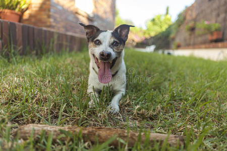 宠物 动物 舌头 小狗 夏天 微笑 复制 自然 肖像 花园