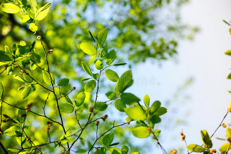 公园 阳光 纹理 颜色 花园 太阳 自然 植物区系 流行的