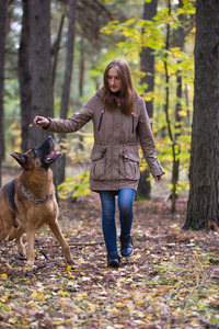 颜色 犬科动物 森林 自然 哺乳动物 宠物 落下 毛皮 澳大利亚人