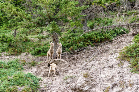 家庭 加拿大 大喇叭 自然 环境 公园 极端 阿尔卑斯山