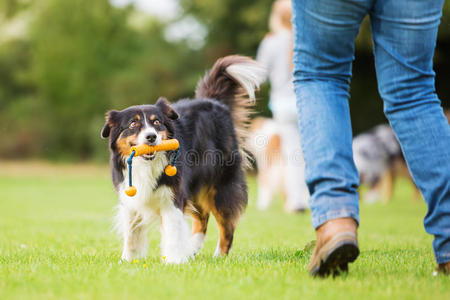 澳大利亚牧羊犬取回玩具