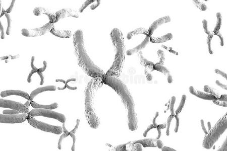 人类 显微镜 微电池 基因 染色体 生物学 遗传学 医疗保健
