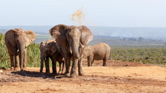 非洲丛林大象洗澡